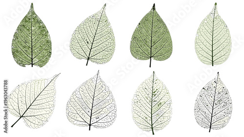 Set of translucent green and white leaf skeletons showing intricate vein patterns on a clean white background.