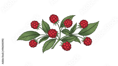 Detailed engraving-style illustration of red raspberries growing on a green leafy branch set against a clean white background for botanical art.