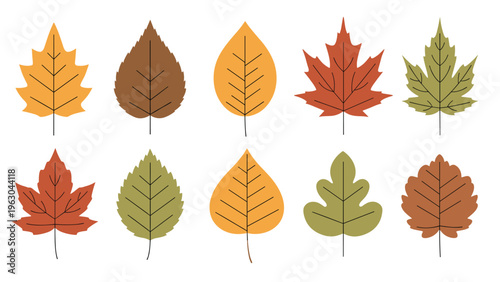 Grid of colorful autumn leaves in different species like maple and oak featuring warm seasonal tones of orange red and yellow.