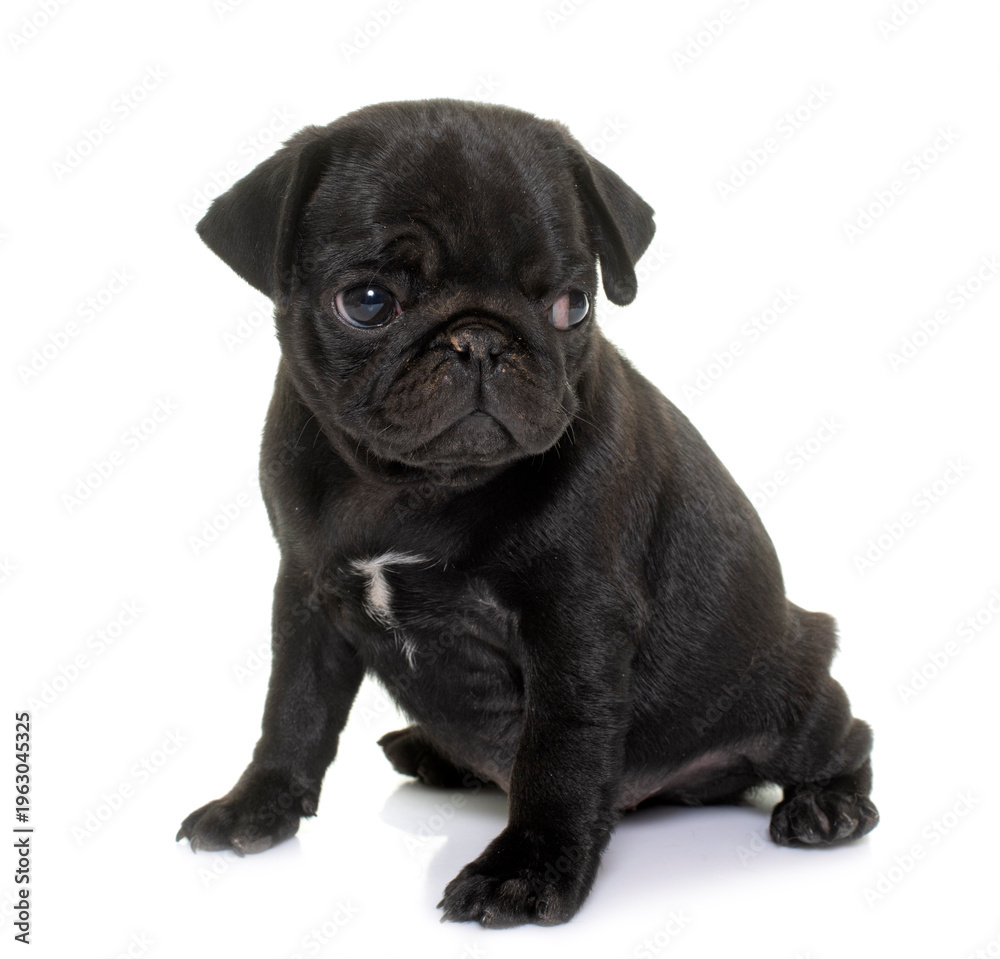 Obraz premium puppy black pug