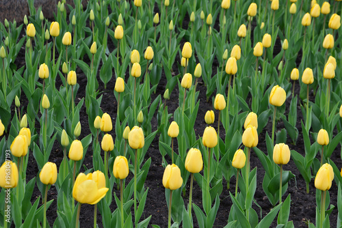 Photos a close up of a Field of Yellow Tulips