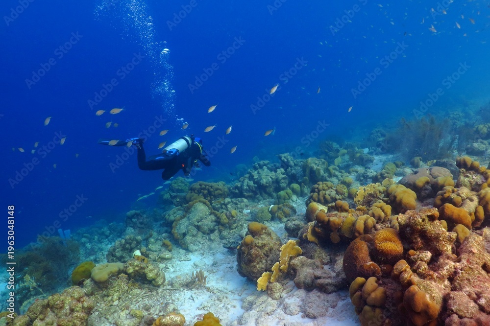 Fototapeta premium Scuba diver and colorful reef with fish. Tropical sea with corals and fish. Underwater photography, diver and marine life. Tropical coral reef, seascape with blue water.
