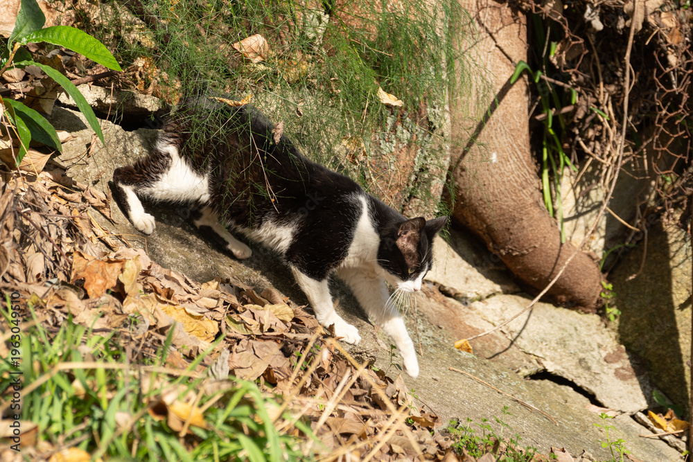 Naklejka premium 歩き回る可愛い野良猫