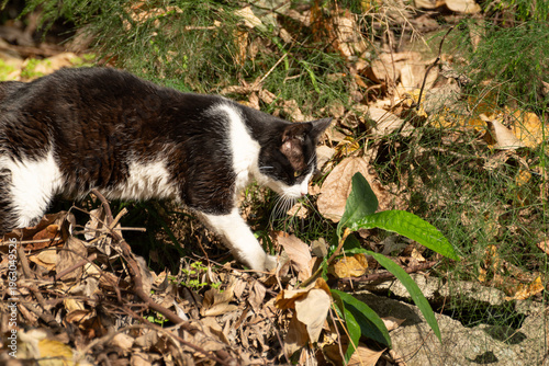 歩き回る可愛い野良猫