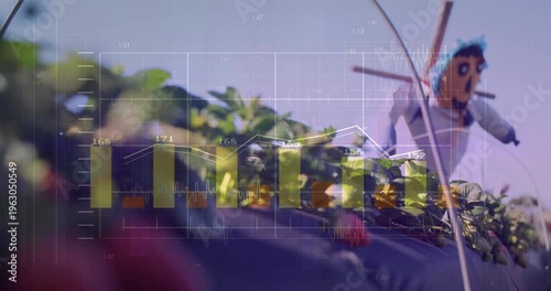 Camera shifting from scarecrow toward strawberries, data moving bars reddening, showing agriculture