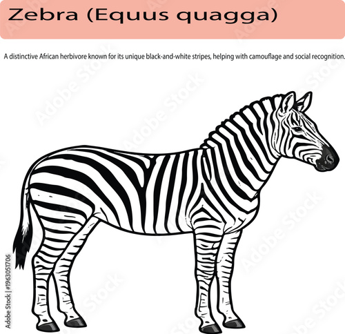 A minimal realistic line art illustration of a zebra in side profile, featuring clean vector outlines and a simplified yet accurate stripe pattern. The design uses consistent stroke weight and balance