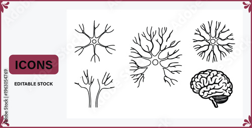 Editable stock icons of brain and neuron cells in various styles for science and medical designs  educational and informational purposes