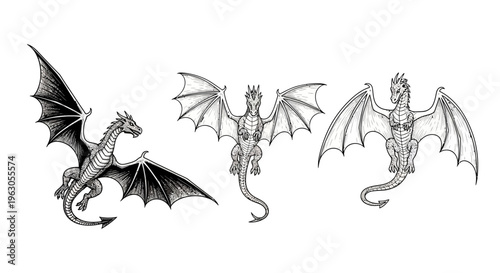 Three Detailed Dragon Illustrations in Black and White