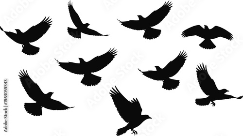 Bird silhouettes in flight with dynamic wing positions, vector illustration for wildlife, freedom, nature, movement, and design themes