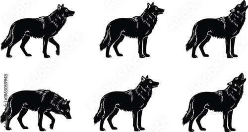 Wolf silhouettes in standing, walking, sniffing, and howling poses, vector illustration for wildlife, nature, strength, and design themes
