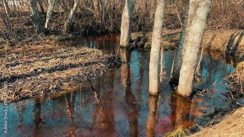 Trees Standing in Flooded Stream During Spring Thaw