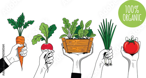 Hands holding fresh organic vegetables and leafy greens