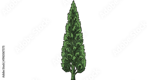 Tall Green Cypress Tree Isolated on White Background, Evergreen Conifer