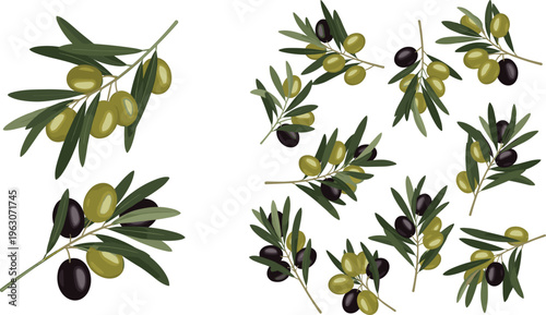 Olive branches vector set with green and black olives, leaves and natural Mediterranean plant elements in realistic flat illustration style