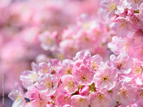 満開のサクラの花　陽光
