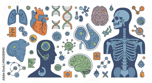 Human Body Anatomy Medical Illustration.