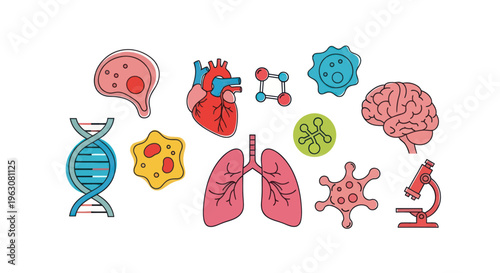 Medical human body organ icons set.