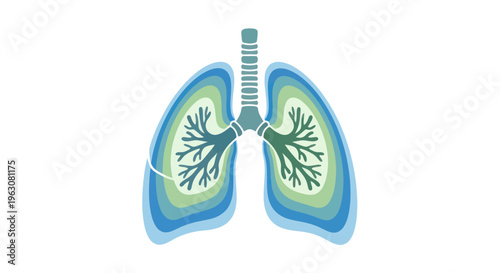 Human Lung Anatomy Illustration.