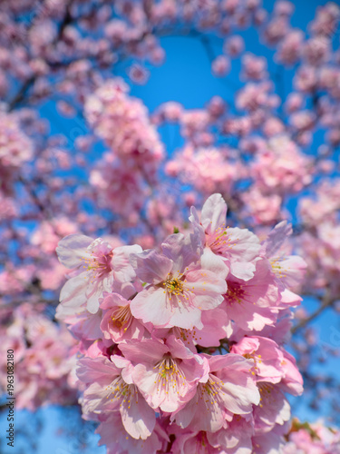 満開のサクラの花　陽光