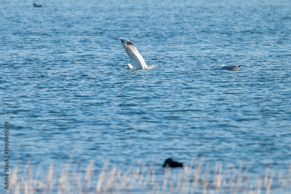 Naklejka premium Yellow-legged gull soaring in a clear blue sky.