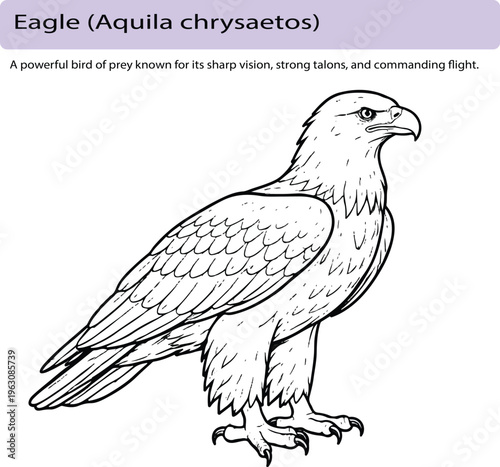 A minimal realistic line art illustration of an eagle in side view, showcasing sharp features, clean feather detailing, and strong anatomy. The consistent line weight and simple composition give it a 