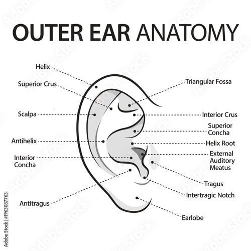 Outer Ear Anatomy Diagram – Detailed Medical Illustration of Auricle Structure