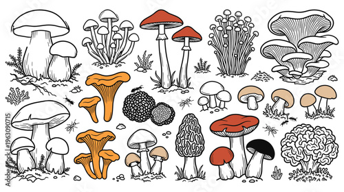 Set of wild mushrooms vector illustration for coloring book or outline art.