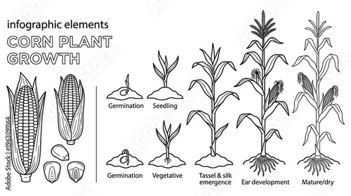 Stages of corn plant growth cycle from seed to mature harvest crop.