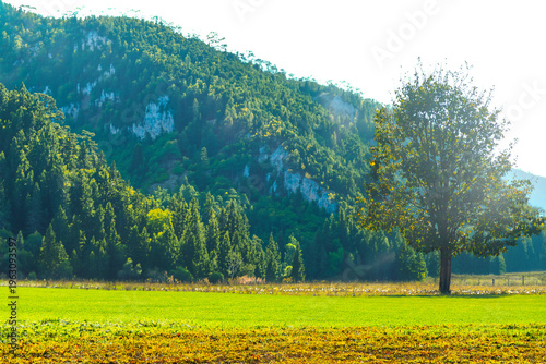 Green grass field with blue skybackground.