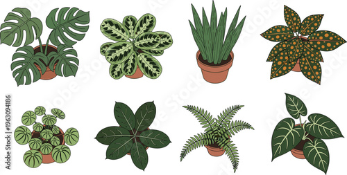 Indoor houseplant set illustration tropical potted plants collection botanical greenery decor vector isolated on white background modern home styling