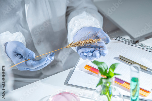 Fotografija Close-up of gloved scientist hands holding a wheat ear in an agricultural laboratory