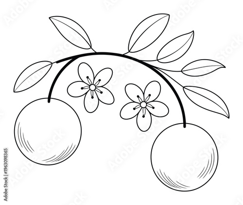 Simple Line of Oranges and Blossoms on a Branch