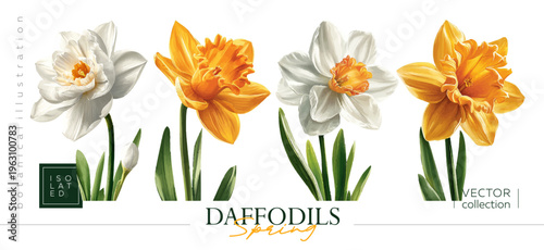 Hand drawn set of daffodils. Vectorized hand drawn gouache illustrations. Illustrations in the style of vintage painting and botanical illustration