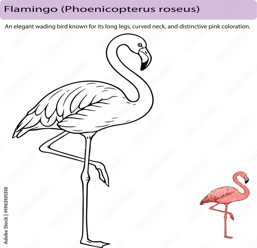 Obraz premium A minimal realistic line art illustration of a flamingo standing on one leg, featuring smooth vector lines and an elegant curved neck. The main subject is rendered in clean black outline, accompanied 