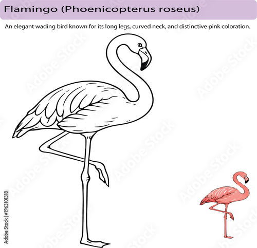 A minimal realistic line art illustration of a flamingo standing on one leg, featuring smooth vector lines and an elegant curved neck. The main subject is rendered in clean black outline, accompanied 