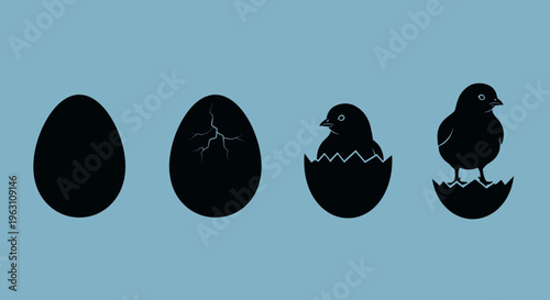 The fascinating life cycle of a chick hatching from an egg.