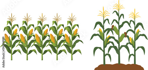 Corn field and maize plant growth illustration set with farm rows and soil base, agricultural crop collection isolated on white background for farming design