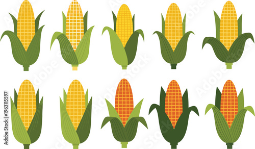 Corn vegetable collection with fresh maize cobs and husk variations, farm crop illustration set isolated on white background for agriculture and food design
