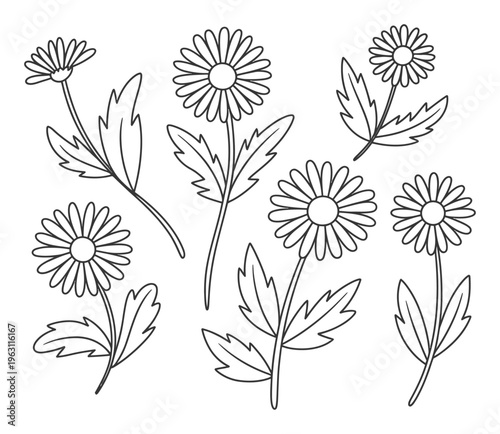 Daisy Flowers Line Art Vector Illustration