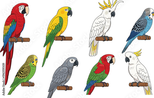 Colorful parrot species silhouettes perched on branches, showcasing vibrant plumage diversity in red, blue, green, yellow, and white for educational and decorative use.