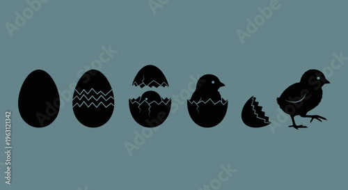 Life cycle of a chick from egg to hatching.