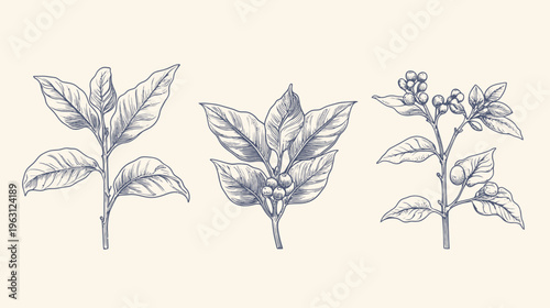 Three hand-drawn botanical illustrations of leaves and plant components with intricate details