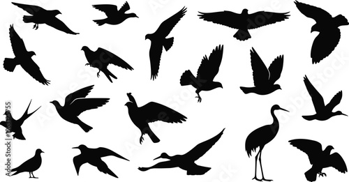 Flying Bird Silhouette Collection Featuring Various Avian Species in Different Wing Positions for Wildlife Nature Design and Graphic Illustration Projects.