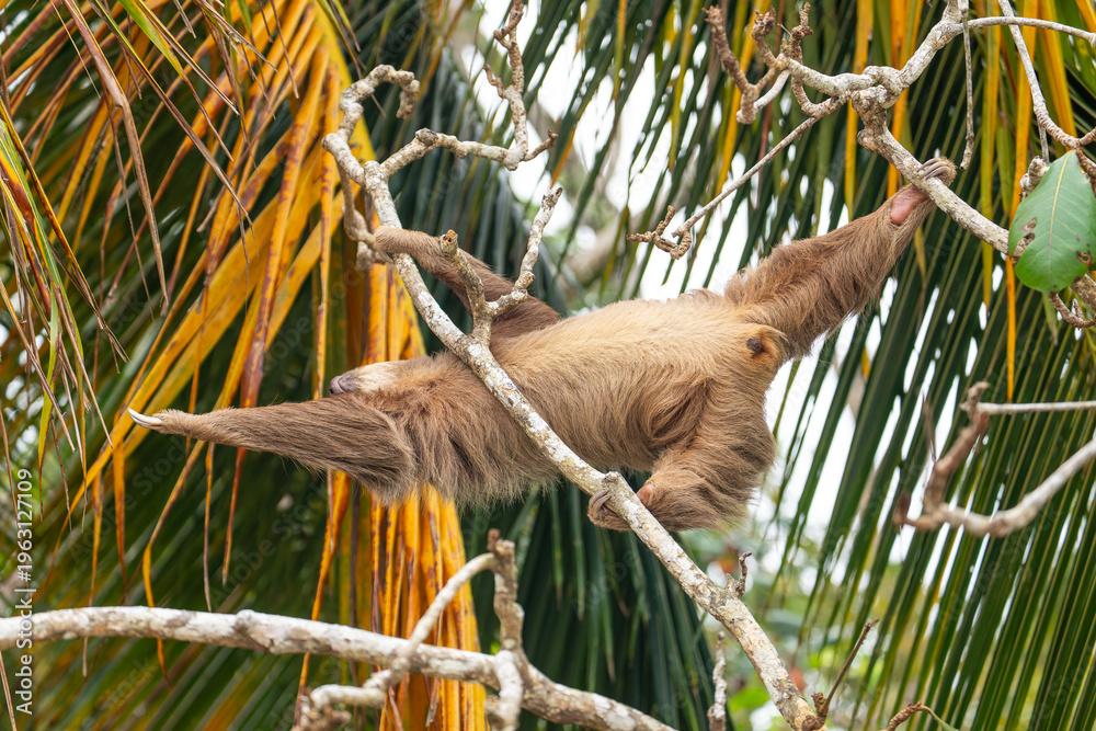 Naklejka premium male two toed sloth reaching and stretching across branches towards a palm frond, showing genitals. Beach, Punta Uva, Costa Rica.