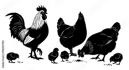 Rooster hens and chicks family farm animals black and white illustration.
