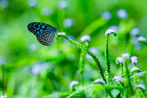 butterfly on green grass