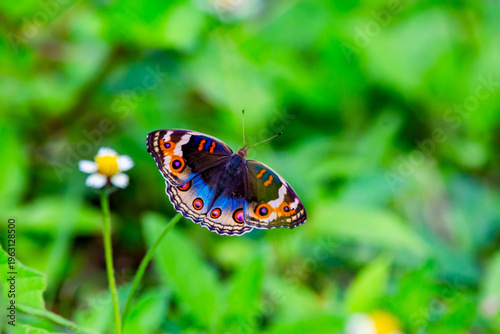 Nature of butterfly and flower in garden 