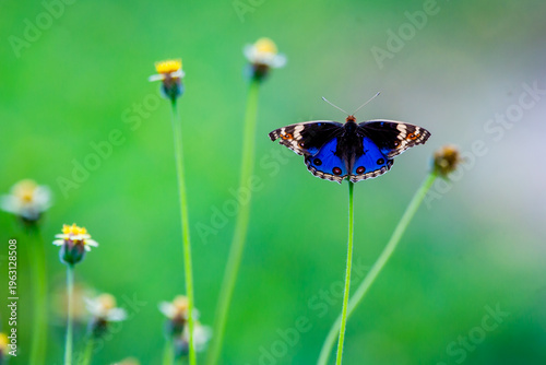 Nature of butterfly and flower in garden 
