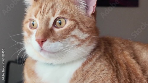 close up of cats eye, the eye of the cat closing and opening