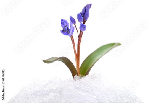 Photos Blue scilla siberica flower blooming in snow isolated on white